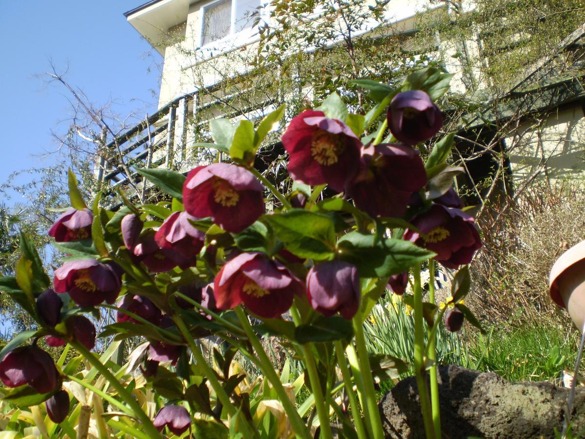 Chiisana Hotel Hanaikada Ито Екстериор снимка